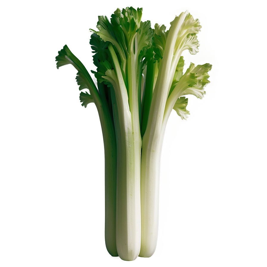 Crisp Celery Bunch Png 19