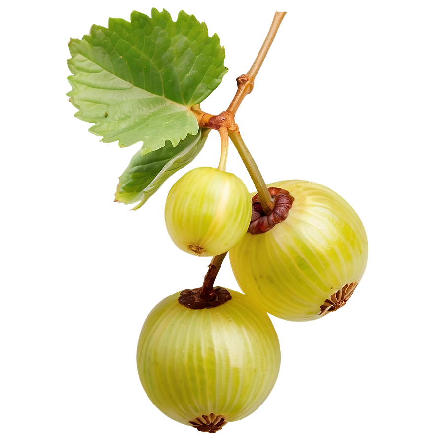 Crisp Gooseberry Png 37