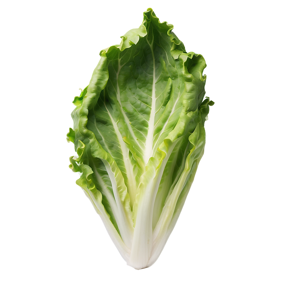 Crisp Lettuce Leaf Png 34