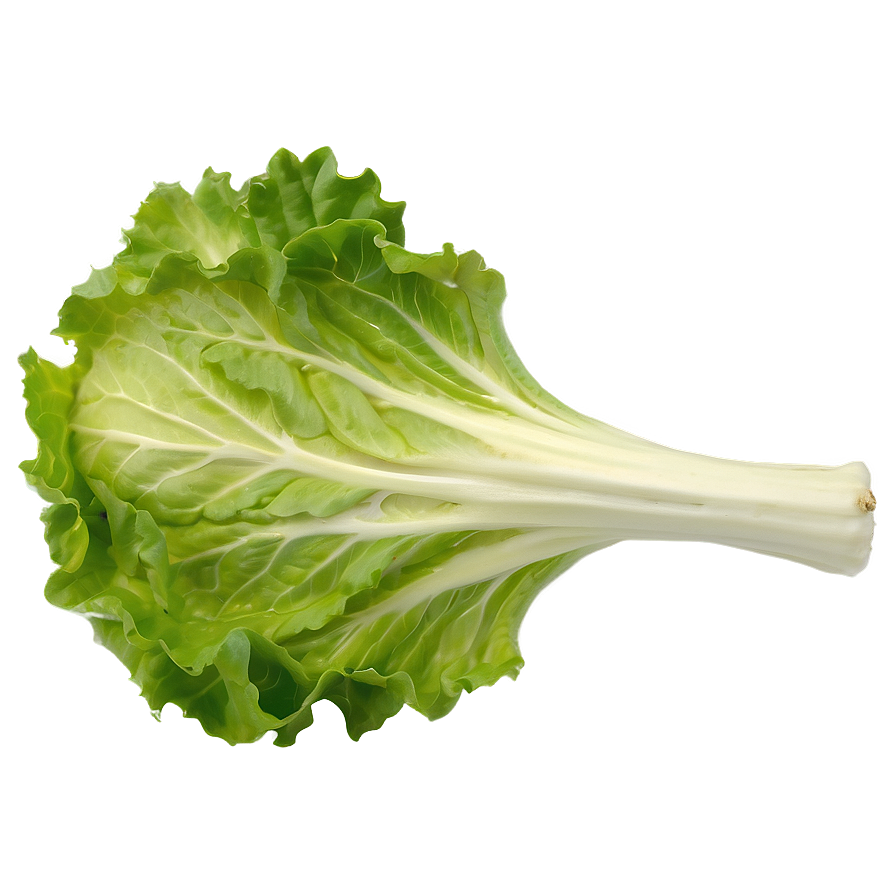 Crisp Lettuce Leaf Png Qjs15