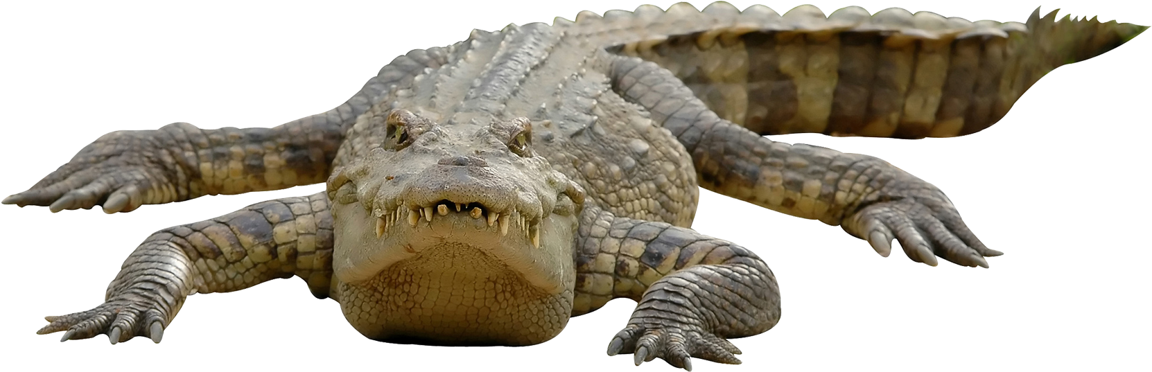 Crocodile_ Closeup_ P N G