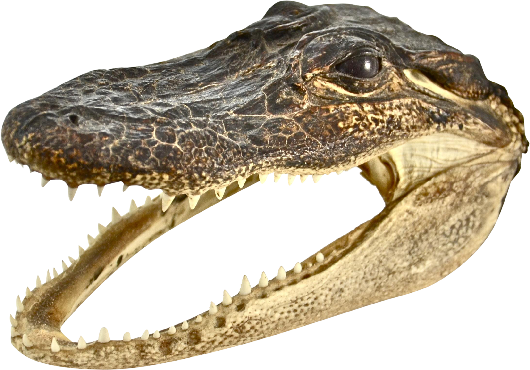 Transparent Dinosaur Head Png - Crocodile Head Png, Png Download PNG with transparent background