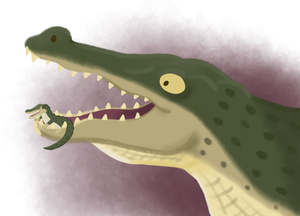 Crocodile - American Crocodile, HD Png Download PNG with transparent background
