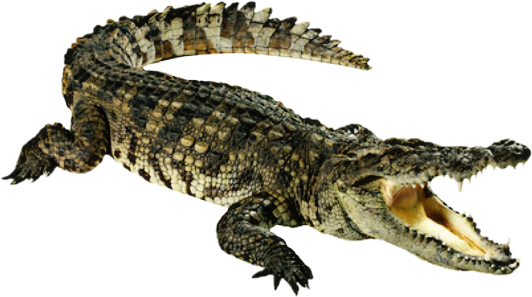 Crocodile_ Top_ View_ P N G