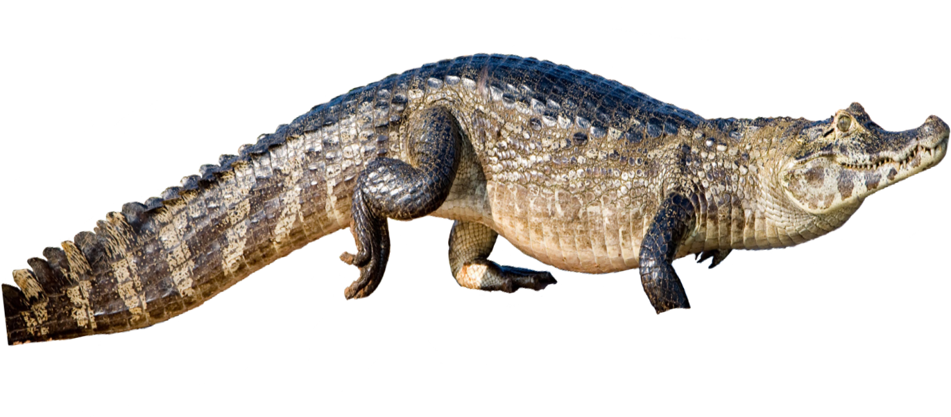 Crocodileon Transparent Background