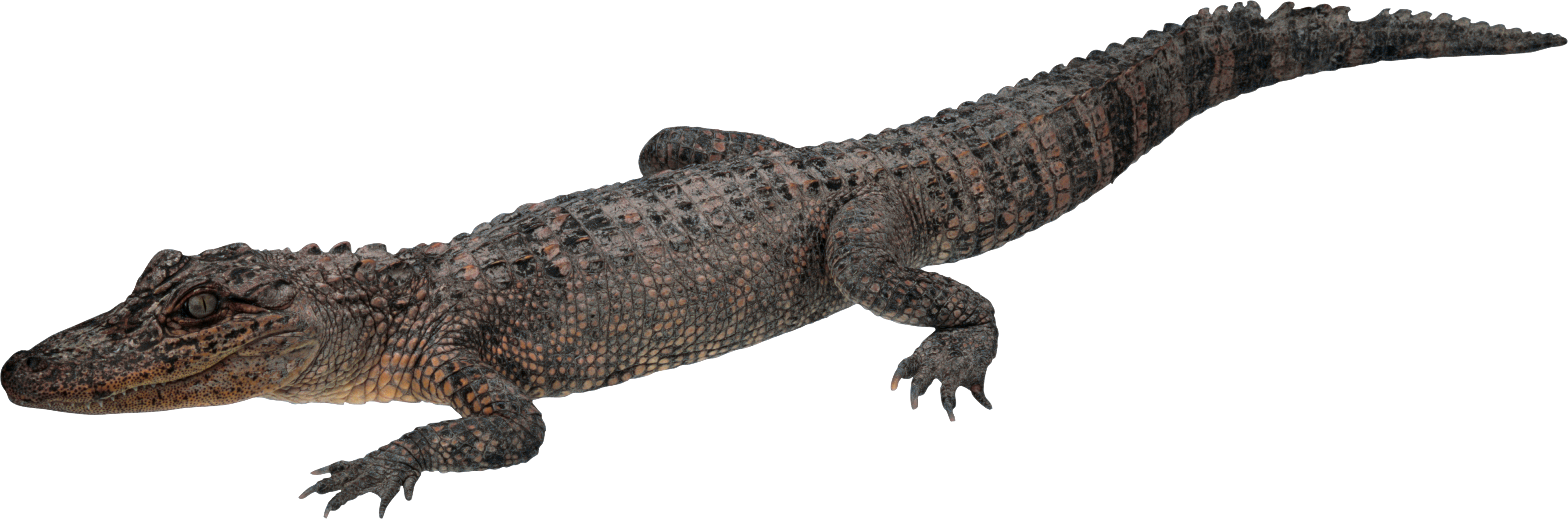 Crocodile Png - Crocodile Transparent, Png Download PNG with transparent background