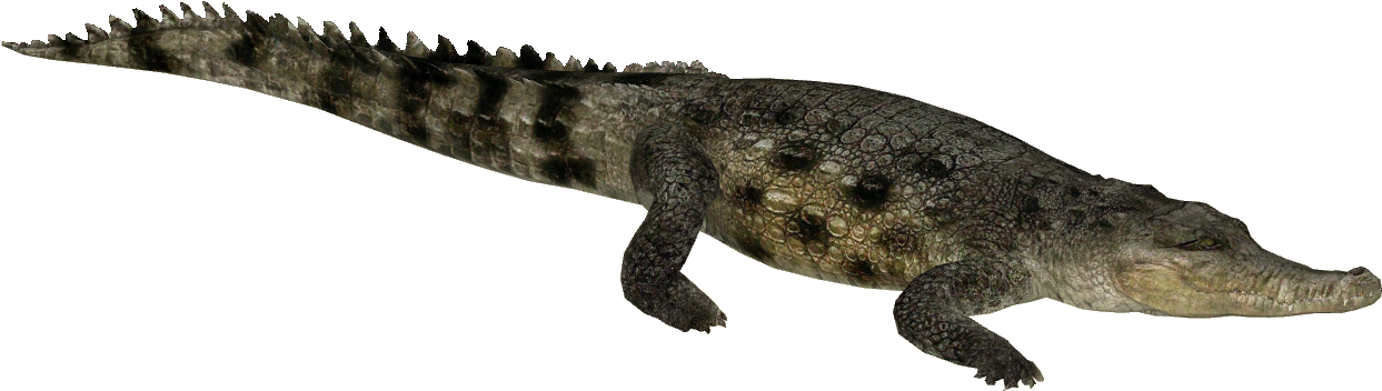 Crocodileon Transparent Background