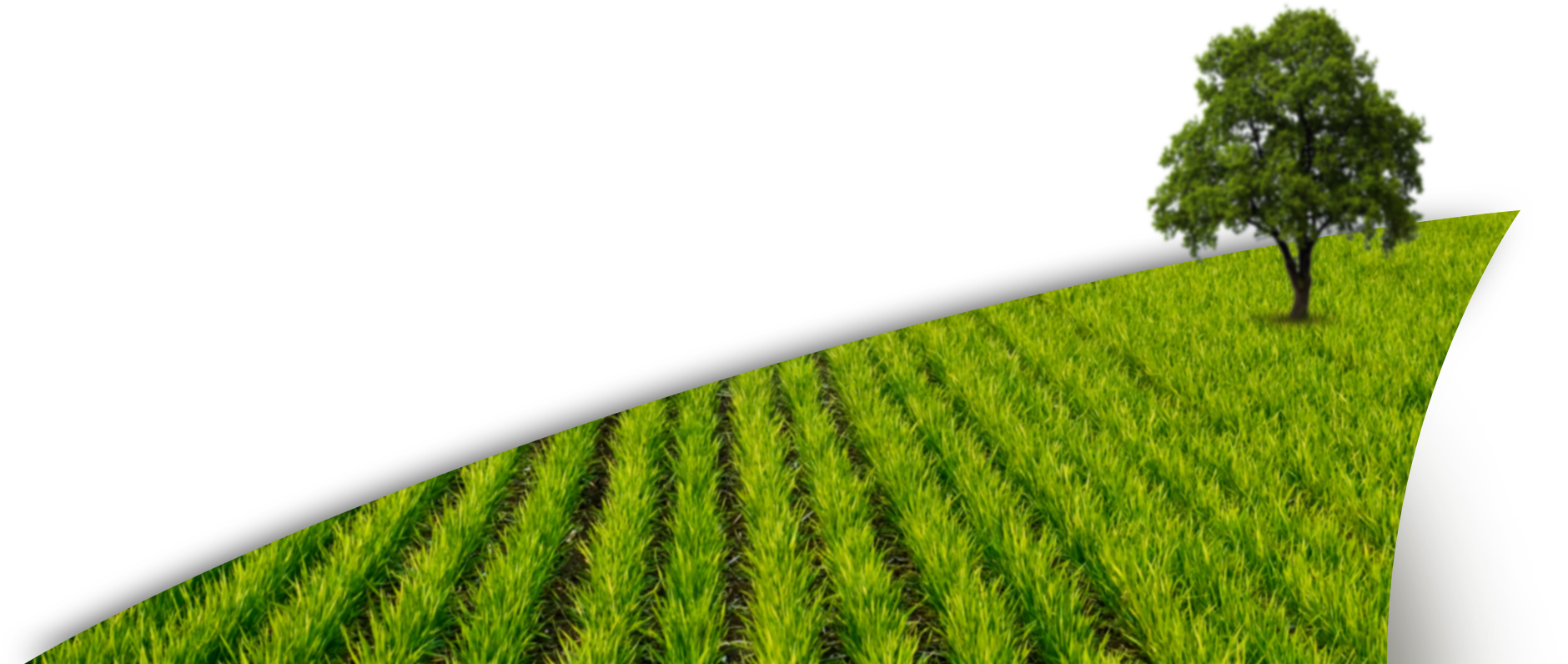 Paddy Field Png, Transparent Png PNG with transparent background