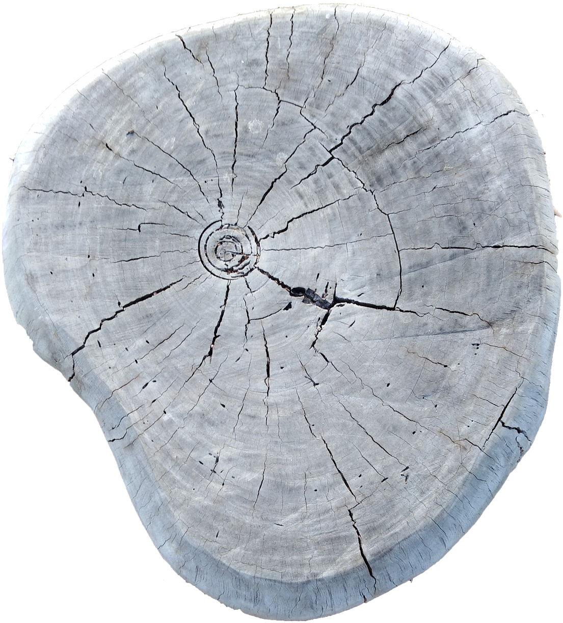 Transparent Wood Grain Texture Png - Tree Stump, Png Download PNG with transparent background