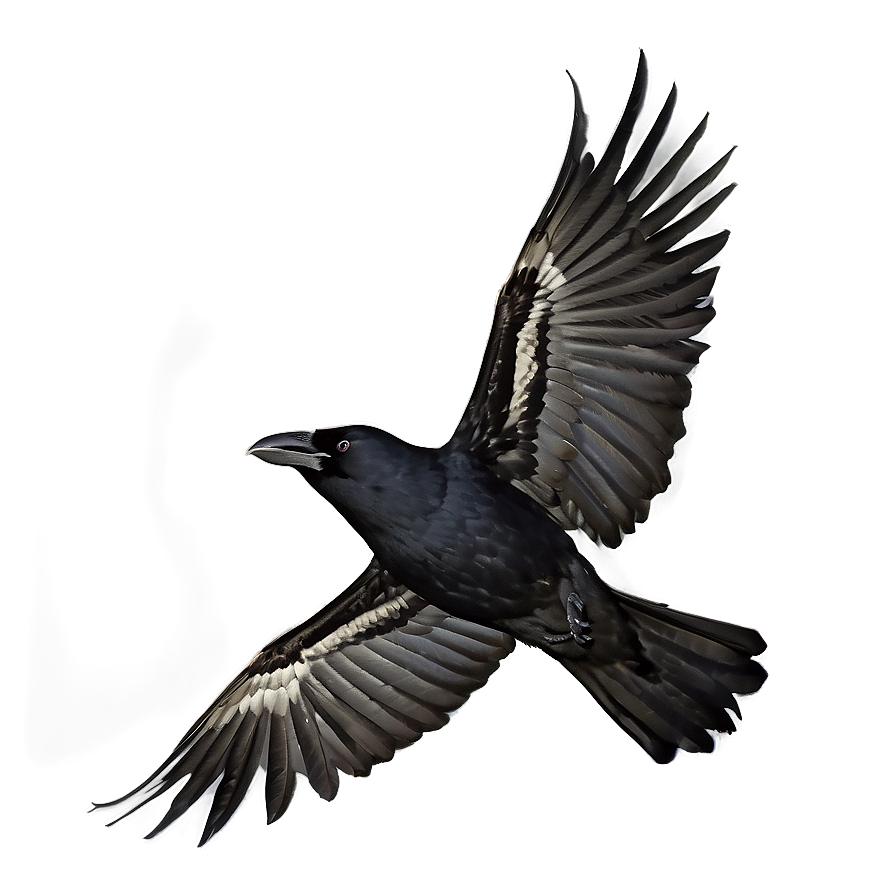 Crow Cawing In Flight Png Lec