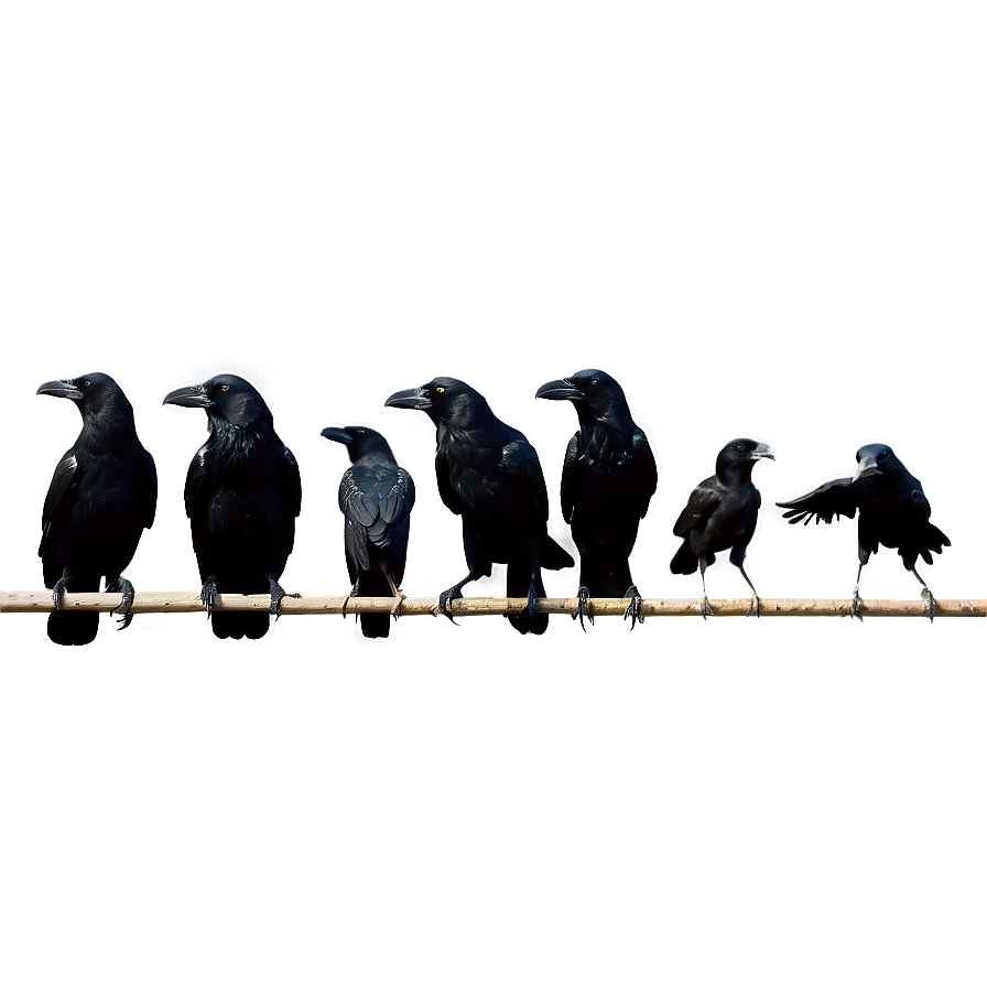 Crow Flock Png Wpw41