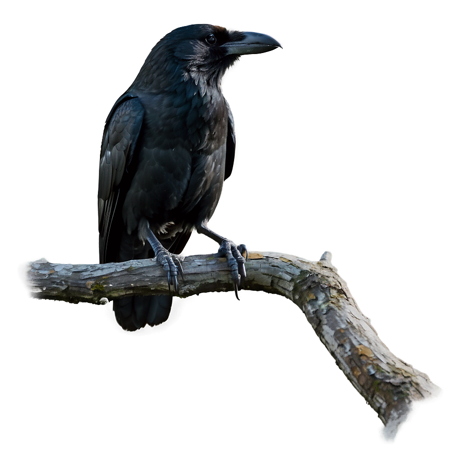 Crow On Branch Png 51