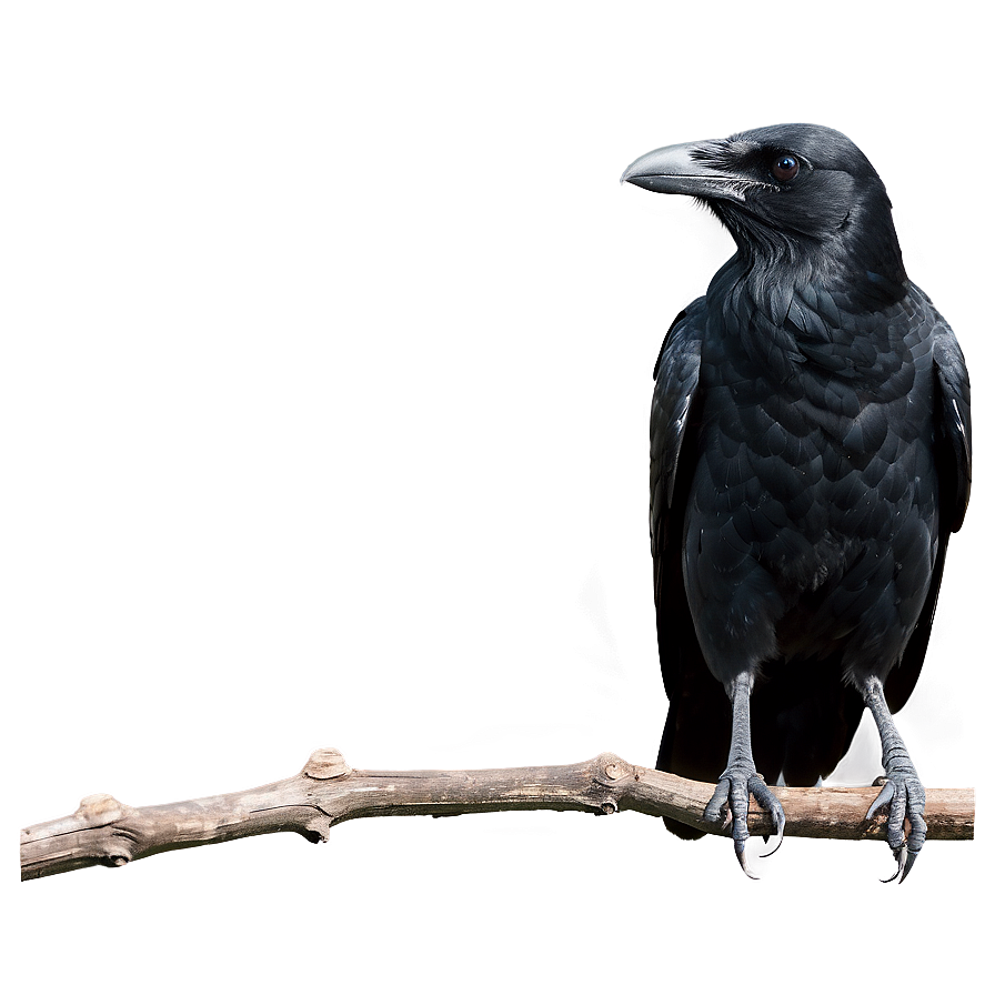 Crow Standing Png 05232024