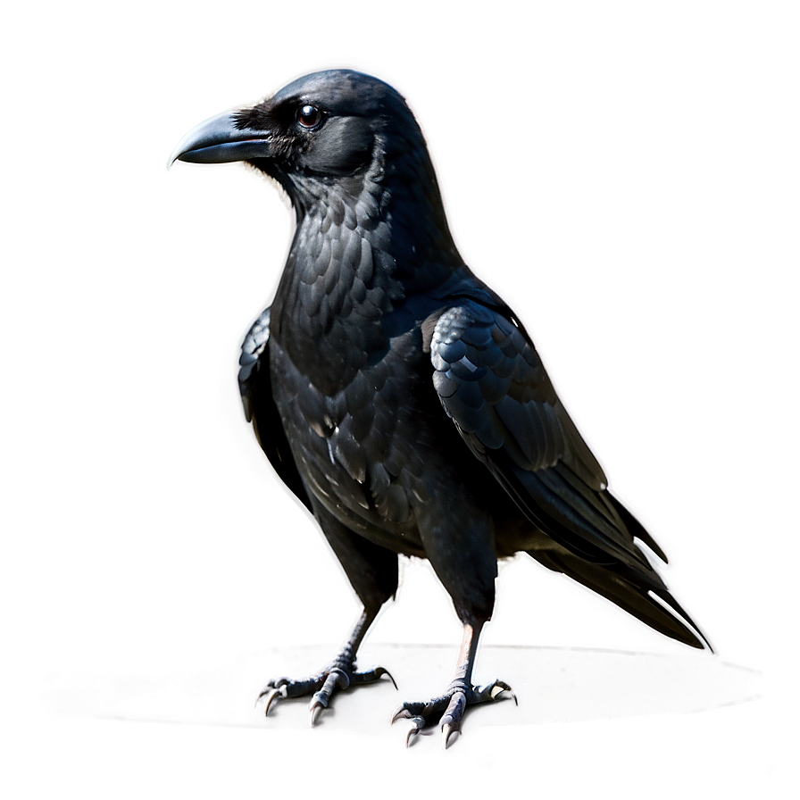 Crow Standing Png Nii42