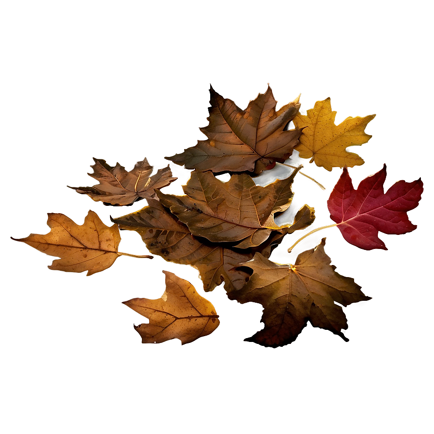 Crumbled Fall Leaves Png 05042024