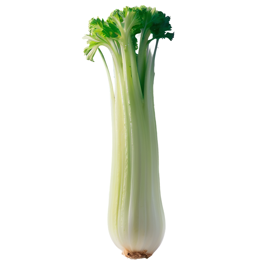 Crunchy Celery Png 06252024