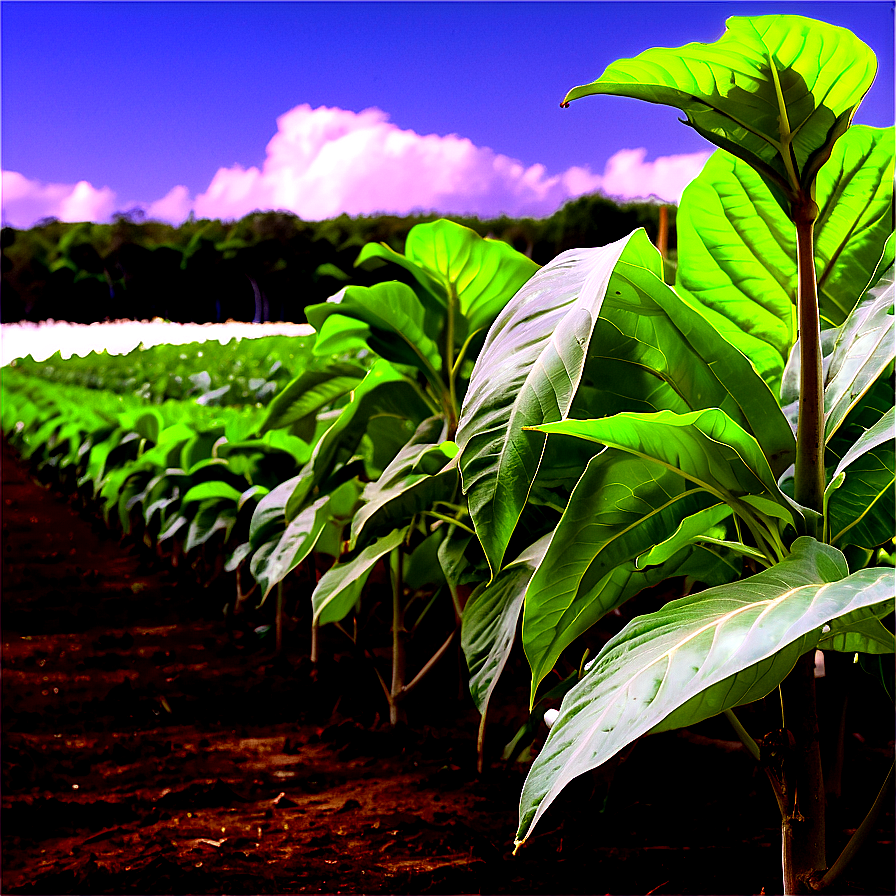 Cuban Tobacco Field Png 06202024