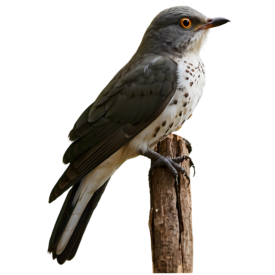 Cuckoo Bird Forest Png Knl