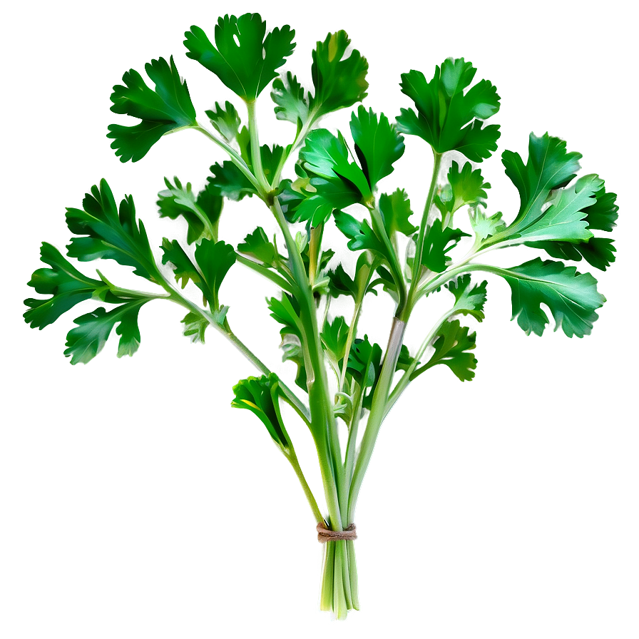 Culinary Cilantro Png 43