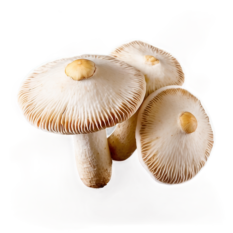 Cultivated Mushrooms Png Qmx61