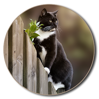 Curious Blackand White Cat Peering Over Fence PNG with transparent background