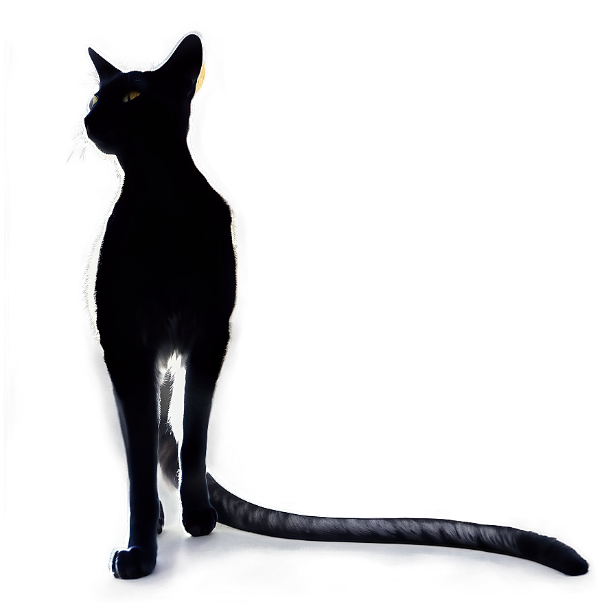 Curious Cat Silhouette Png Tof