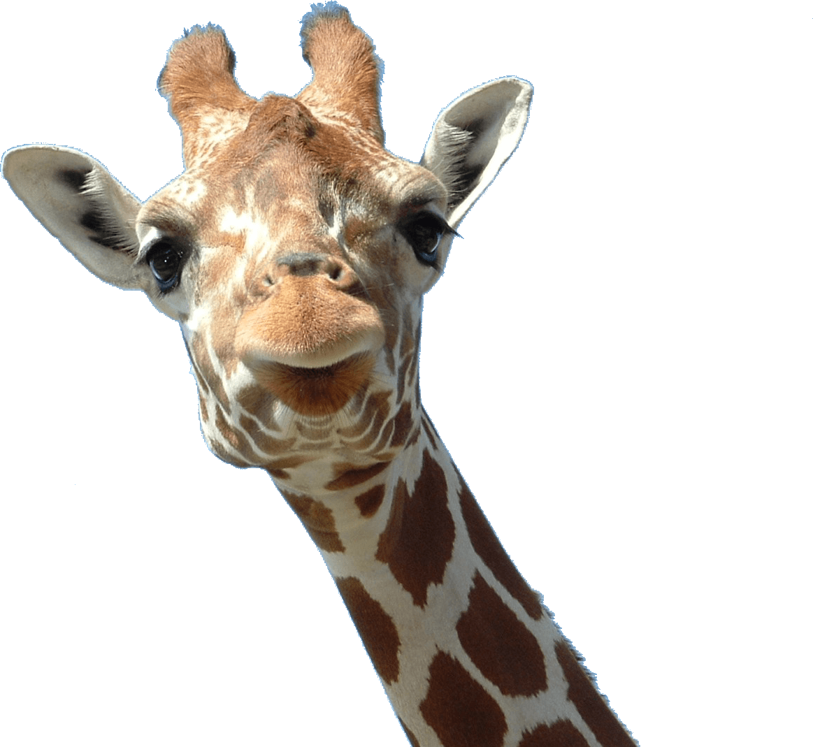 Curious Giraffe Portrait