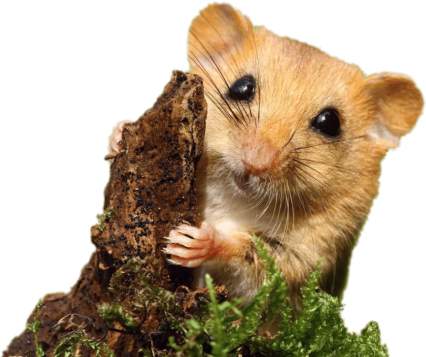 Dormouse, HD Png Download PNG with transparent background