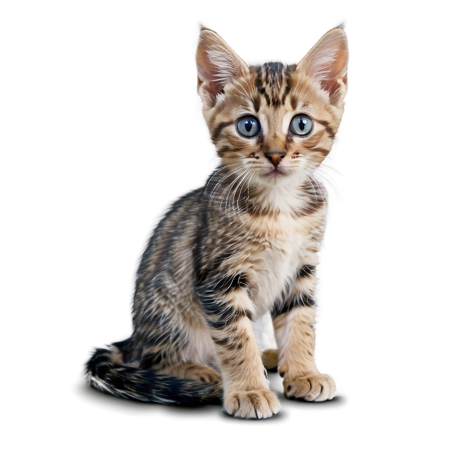 Curious Kitten PNG ygl PNG with transparent background