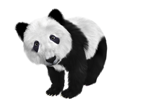 Curious Panda Black Background PNG with transparent background