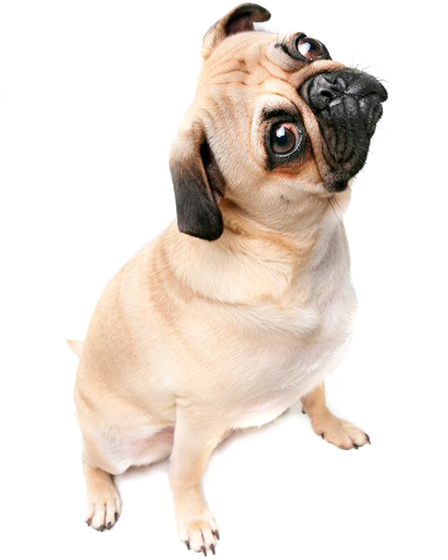 Curious Pug Tilting Head