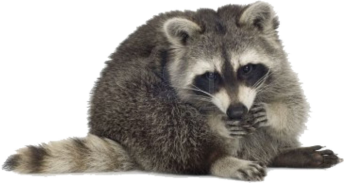 Raccoon Png Free Pic - Racoons White Background, Transparent Png PNG with transparent background