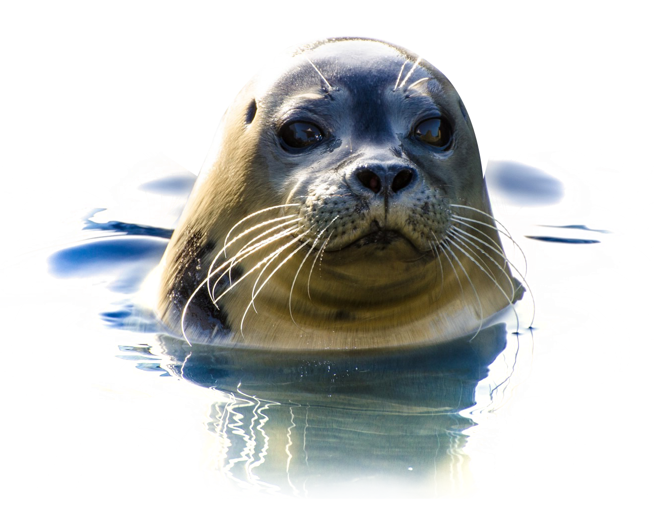 Curious Seal Emerging From Water PNG image with a transparent background, free high-resolution download