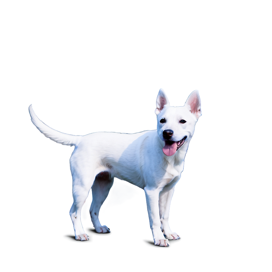 Curious White Dog Png 79