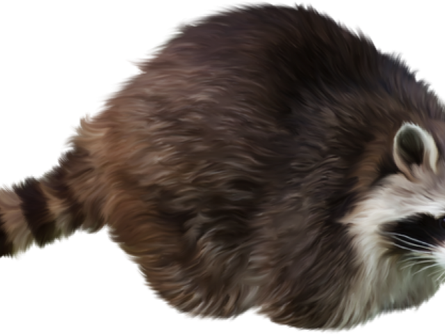 Raccoon Png Transparent Images - Raccoon Transparent Background, Png Download PNG with transparent background