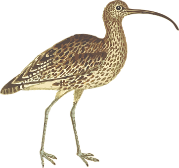 Curlew Bird Illustration