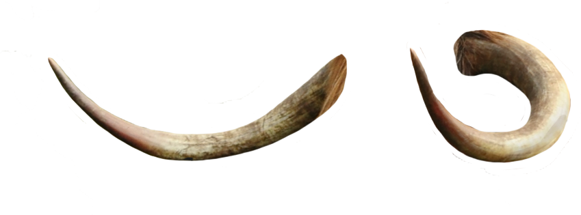 Curved Animal Horns