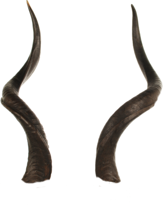 Curved Animal Horns.png