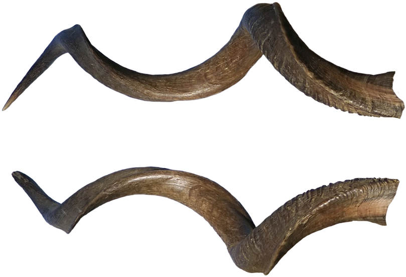 Curved Animal Horns