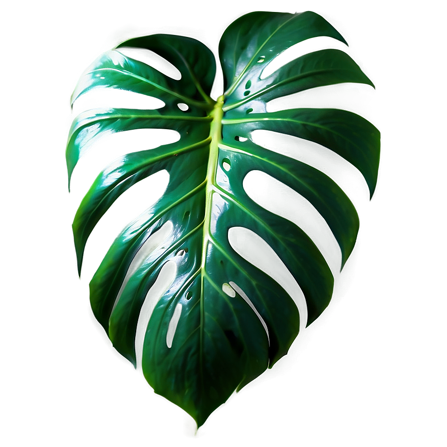 Cut Out Monstera Leaf Png 88