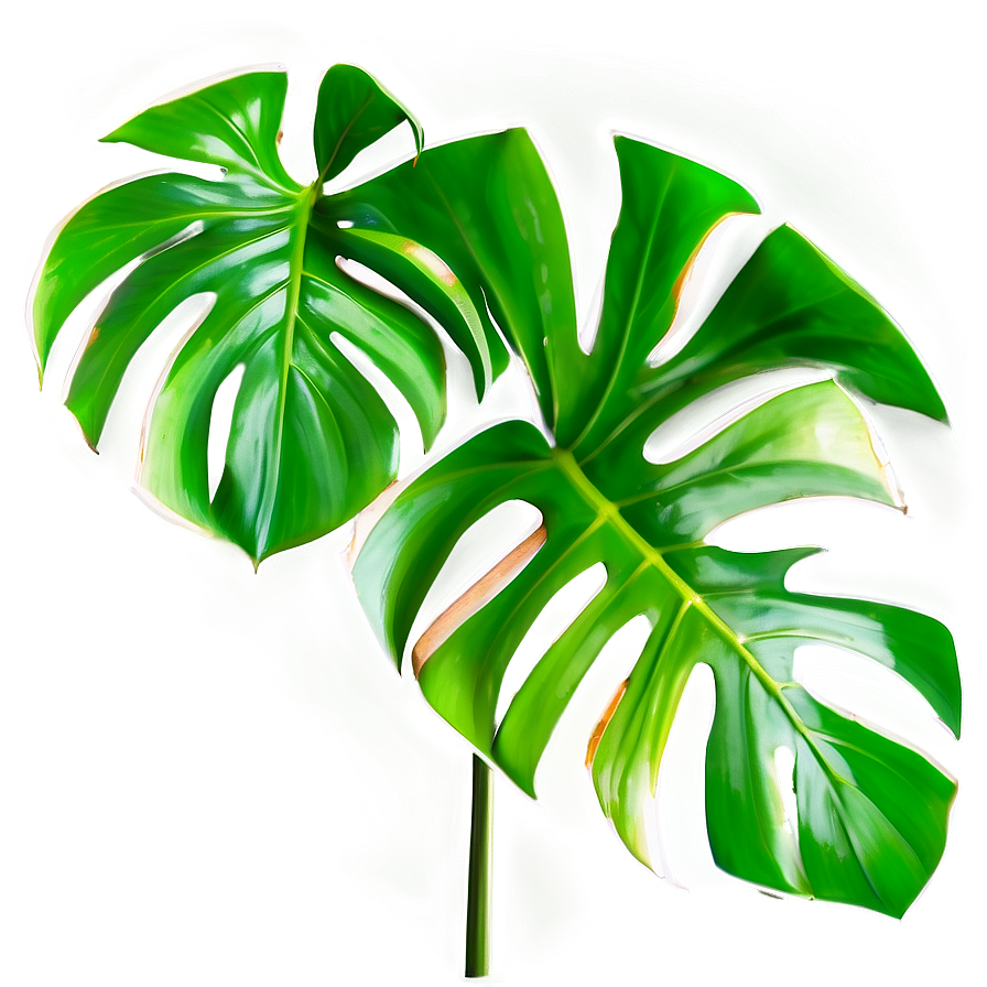 Cut Out Monstera Leaf Png Gna26