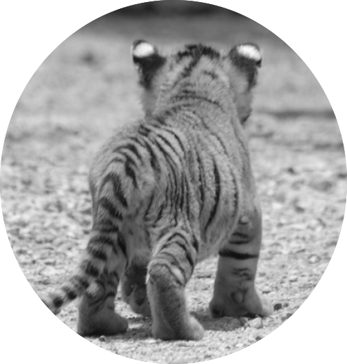 Cute Animals Baby Tiger Cub Black White Pics - Black And White Tiger Cub PNG with transparent background