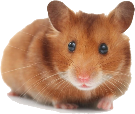 Cute Brown Hamster.png