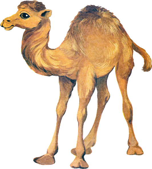 Cute Camel Clipart Funny Pictures - Funny Camel Png, Transparent Png PNG with transparent background
