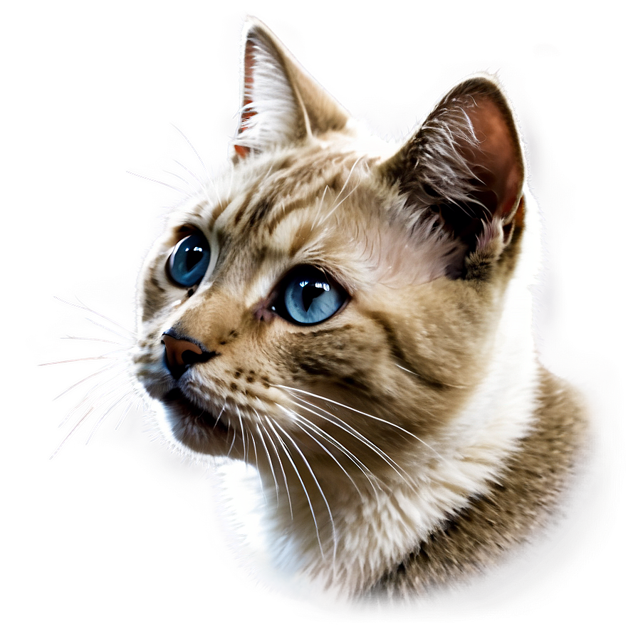 Cute Cat Expression Png 72