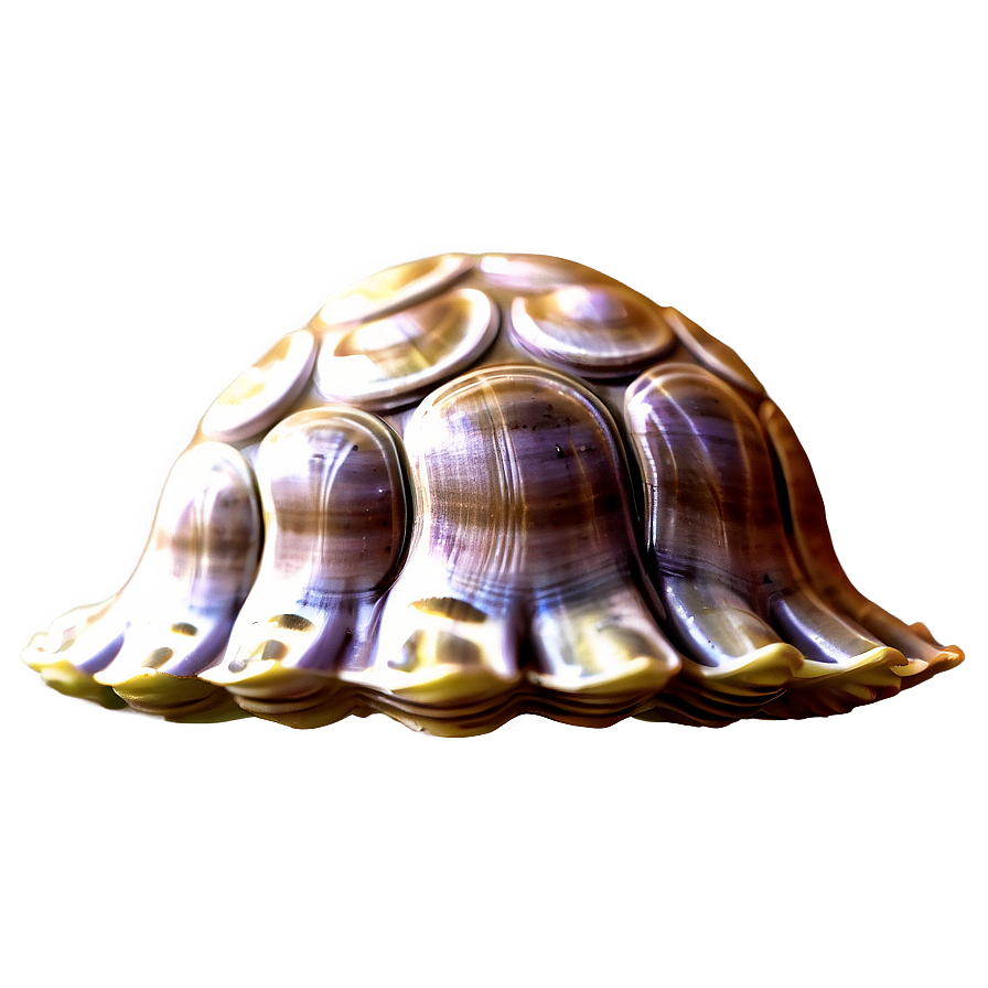 Cute Clam Emoji Png Jni87