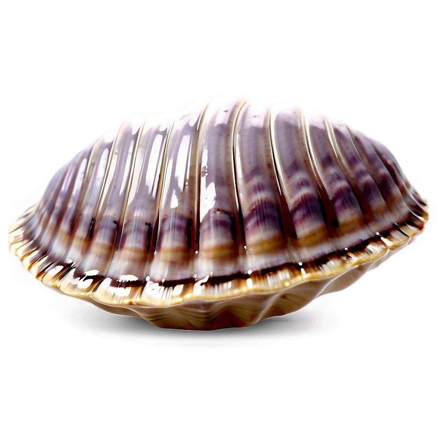 Cute Clam Shell Png Wix56