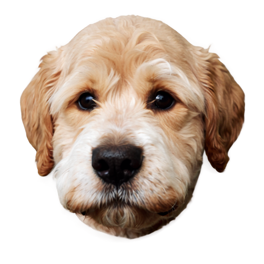 Cute Dog Head Clipart PNG 06212024 PNG image with a transparent background, free high-resolution download