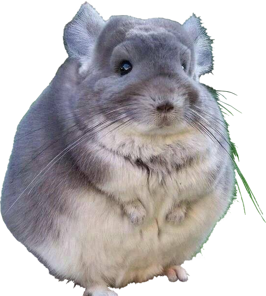 Cute_ Grey_ Chinchilla.png