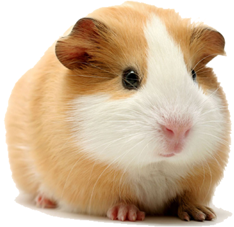 Thumb Image - Guinea Pig Transparent Background, HD Png Download PNG with transparent background
